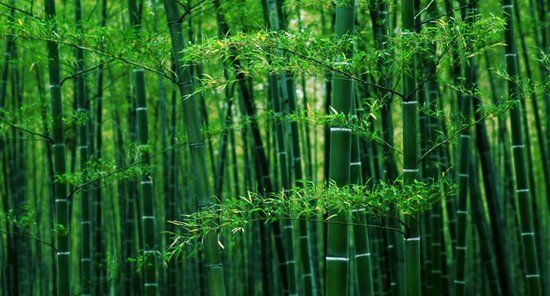 从武汉出发不走寻常路 去全国著名竹海寻清凉