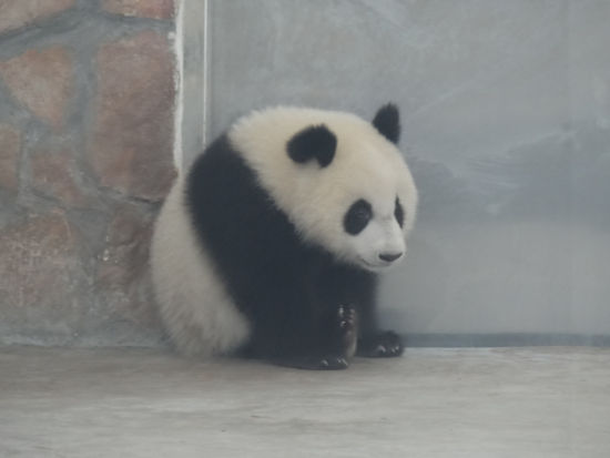 游成都大熊猫基地 与国宝来个亲密接触