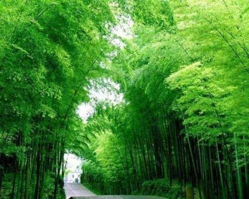 蜀南竹海 蜀南竹海