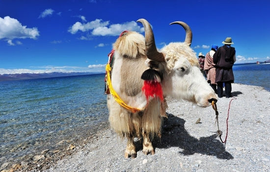 组图:预防高原反应 国庆西藏旅游小贴士(2)_新浪旅游_新浪网