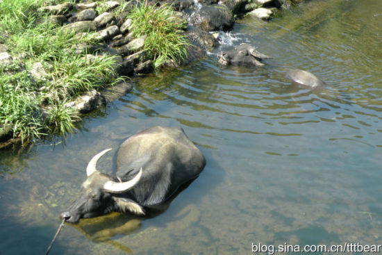 两只水牛在清澈的溪水中纳凉，看着那么舒服