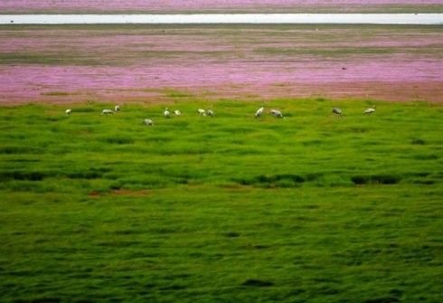 鄱阳湖畔 赏花海观候鸟自驾攻略