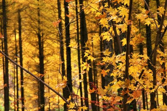 大连出发 小众赏叶地本溪老边沟自驾攻略