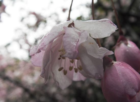 组图:适合情侣出游的江南小镇 (2)