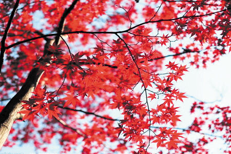 麓山尽染枫叶情 岳麓山"红枫节"红动西岸