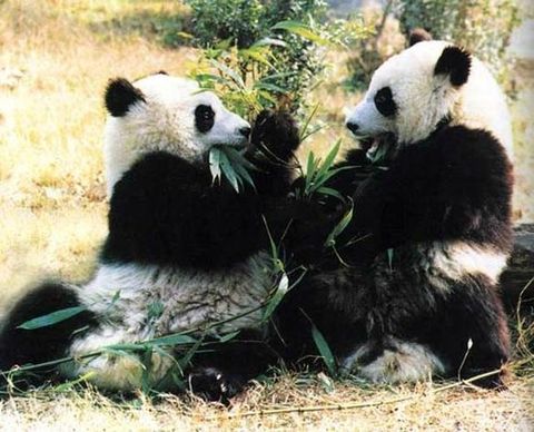 游大熊猫家园 亲密接触“动物明星”_新浪旅游_新浪网