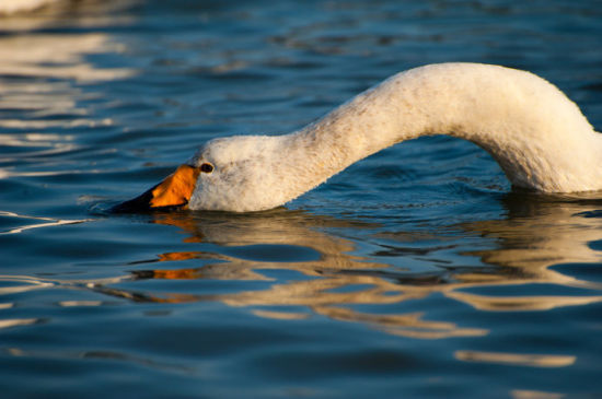 威海烟墩角 与白色精灵大天鹅共舞