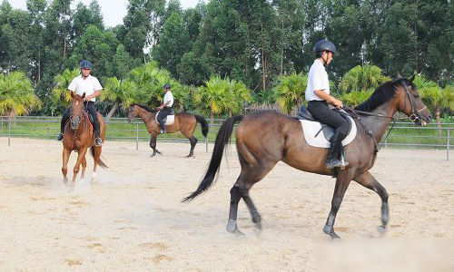 马年去骑马 广东马术俱乐部推荐(2)_新浪旅游_新浪网