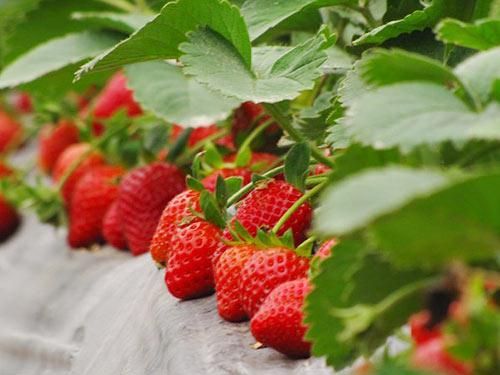 上海哪里摘草莓?上海草莓采摘基地