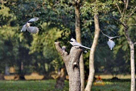 上海十佳观鸟地推荐:共青森林公园、世纪公园