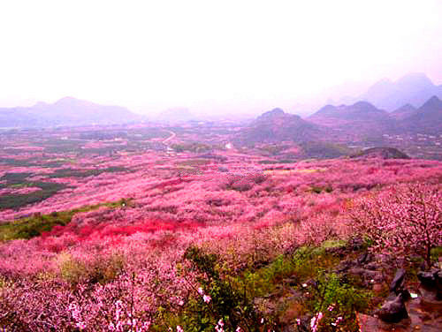 此刻花儿朵朵开 2014春季赏花游线路推荐