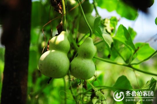 尋訪山東古村落 濟寧葫蘆套村