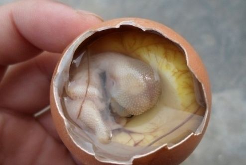 鸡仔胎老鼠干血蚶 网友吐槽儿各地奇葩特产