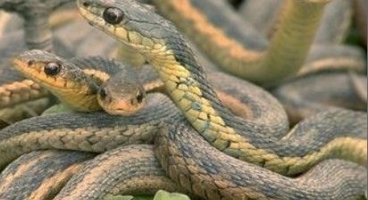 白顶鹦鹉:呕吐式接吻(组图)