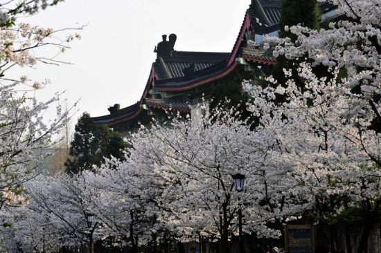 古鸡鸣寺 樱花浅笑醉春风