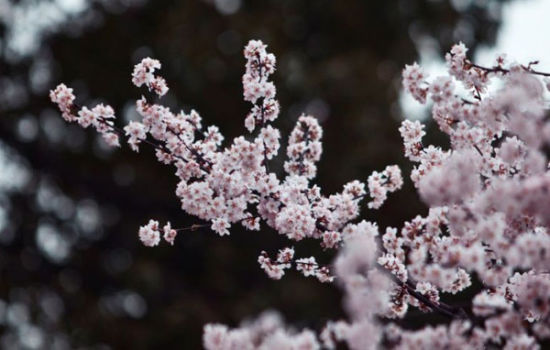 湖南省植物园樱花开了 周末看花比去年便宜20