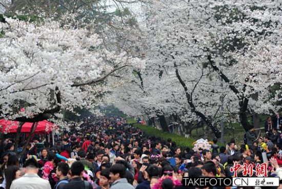 武汉大学迎来樱花季 十万赏樱人挤爆校园