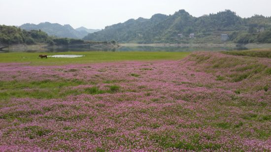 张家界武陵源成片草籽花海引客来(组图)