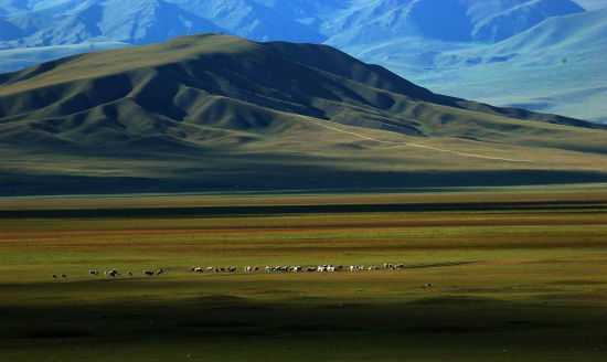草原 排名_草原手机壁纸(3)
