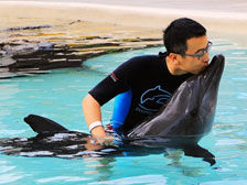 圣淘沙与海豚第一次亲密接触