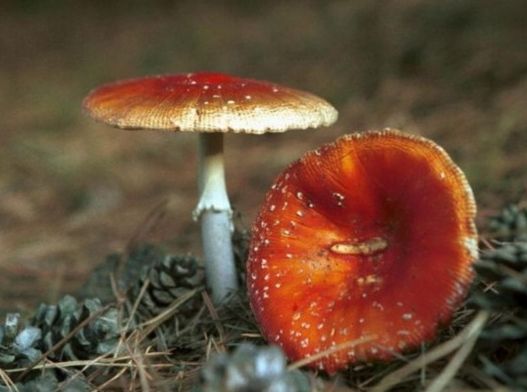 值得一提的是,蘑菇的颜色、外形、生态等特征与其毒素没有必然的联系。民间有许多关于毒蘑菇和可食蘑菇的识别方法,这些方法经专家鉴别无一条靠得住。 因此广大山友在采食蘑菇时,应分外小心,若有疑虑拿不准是否有毒,则坚决不采、不食,以免发生不测。