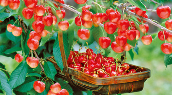 大连国际樱桃节今启幕 几条线路邀你采摘