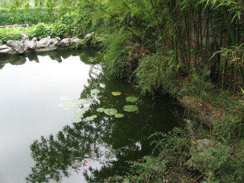 小池塘