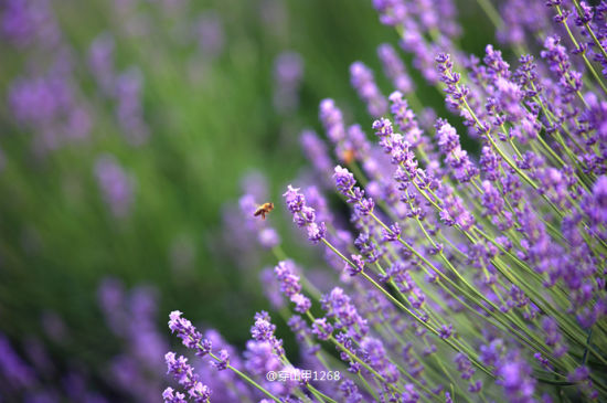 无锡雪浪山 熏衣草轻吻过的初夏