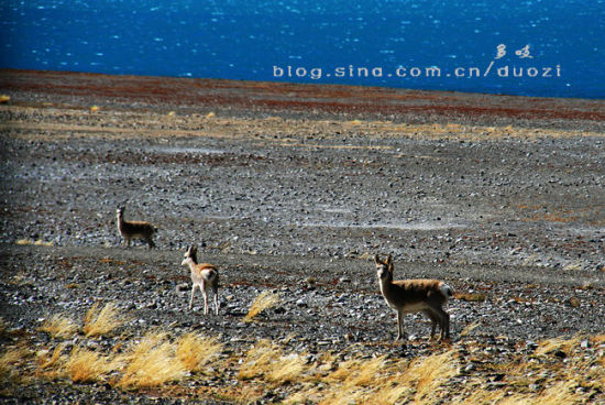 走进阿里探访西藏寻找到鬼湖拉昂措 走进阿里探访西藏寻找到鬼湖拉昂措