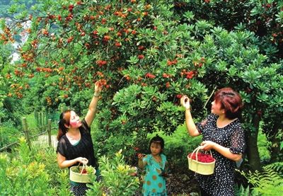 梅飞色舞的夏季盛宴 浙江杨梅大户盘点第二季