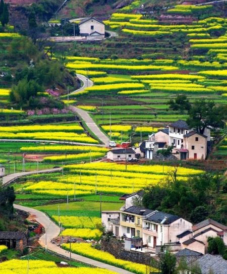 新叶村肥沃宽阔的田地