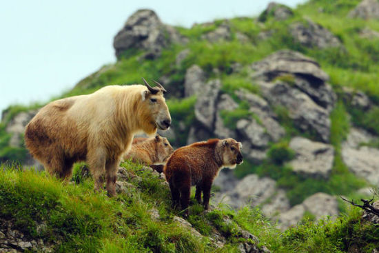 带孩子去哪儿 陕西自然保护区推荐