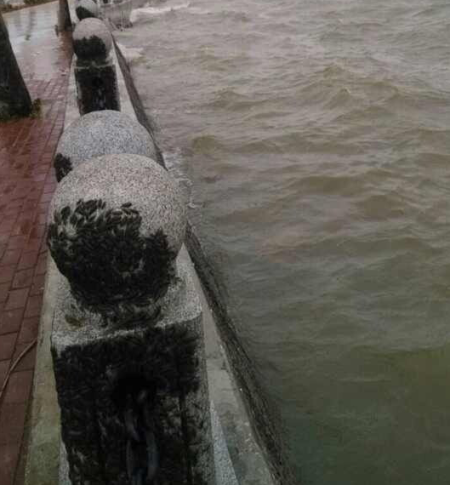 广东湛江数以万计的海蟑螂齐聚海岸边(组图)