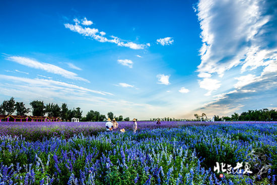 盛夏北京 奇云下的紫色浪漫世界