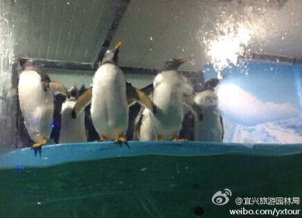 竹海企鹅(图片来自@宜兴旅游园林局)