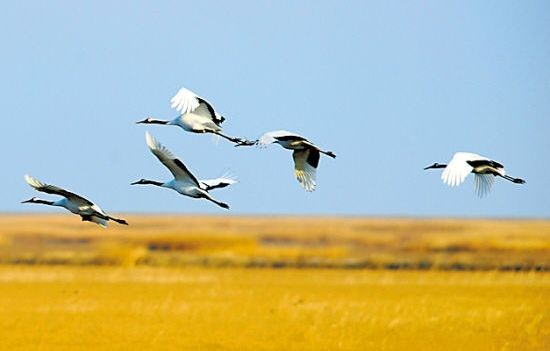 一群丹顶鹤自然保护区飞翔(姜帆 摄)