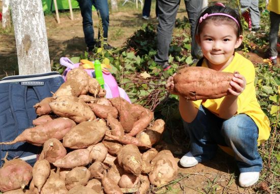 北京市房山区具有丰富多样的地貌与农田种植品类,经过房山区种植业服务中心梳理,形成了五田六园的都市型农田观光体系,非常适合市民参与多种农事体验活动。本届秋收节的主会场所在地罗家峪村,具有数百年红薯种植传统,现种植有上千亩的红薯,品类多达十多种,可供市民尤其是亲子家庭进行挖红薯和烤红薯的秋收体验。主办方希望通过这次活动,一方面能让房山的种植业和当地丰富的旅游资源结合,为市民提供更有农事体验乐趣与文化含量的旅游休闲服务,让更多人在游玩中了解房山区种植业的特点。另一方面,可以充分发挥农村种植业的多元化优势,