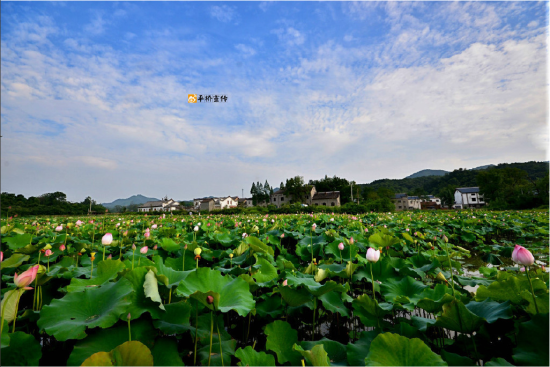 郝堂村的荷花连天 图自:平桥宣传