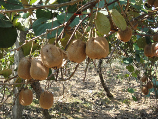 盘点江西八大采摘地 与你共享秋收喜悦(3)