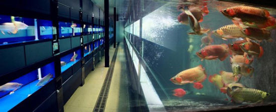 玩转津城最疯狂的夜市 - 中环花鸟鱼虫市场(3)