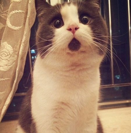 当猫邂逅哈尔滨4大景观 搞笑表情也是醉了_新浪旅游_新浪网