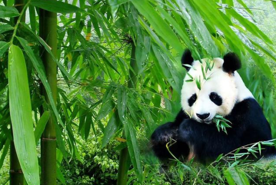 中国电影取景地之成都大熊猫生态公园