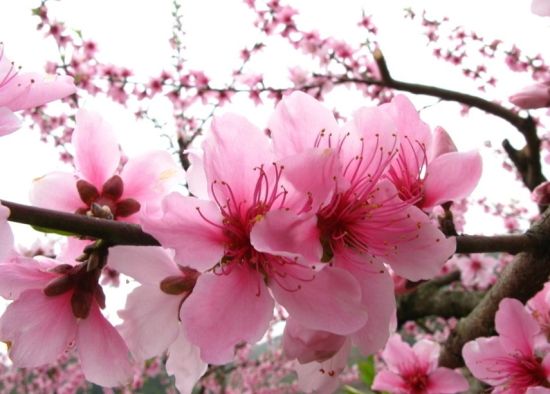 三月桃花笑春风 盘点福建最美桃花观赏地