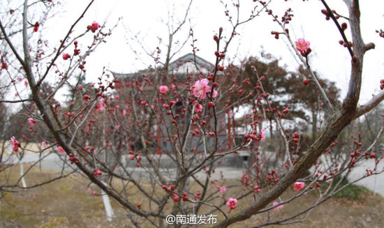 春天在哪里 且看2015南通赏花胜地推荐