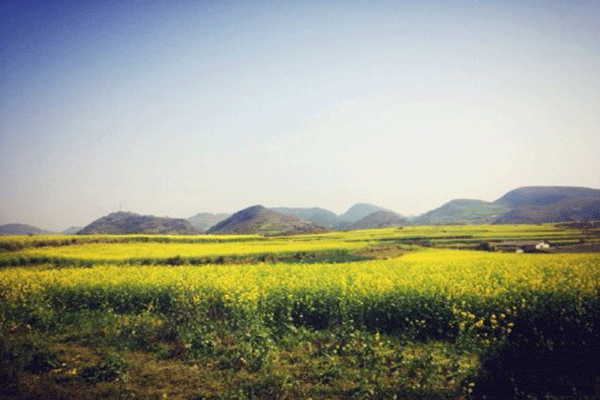 花花世界 安顺油菜花你要怎么玩(2)