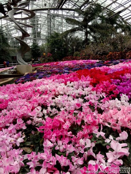 中国 重庆 南岸 南山植物园 正文  今年南山植物园还启动了"山茶花