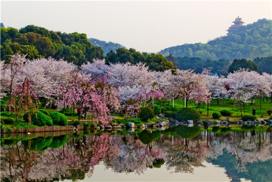 新浪旅游配图:东湖磨山樱花园 图片来源:@武汉东湖磨山风景区