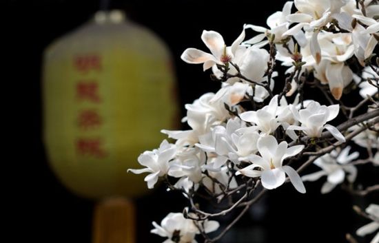 大觉寺的古玉兰