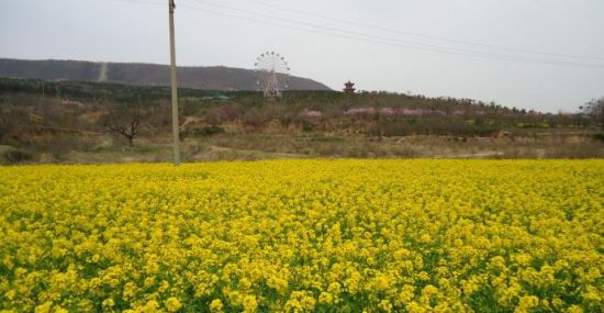 觅春寻花 河南赏花季之平顶山(3)