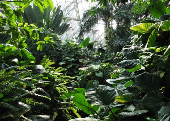 去津城泰达热带植物园享受"森呼吸"